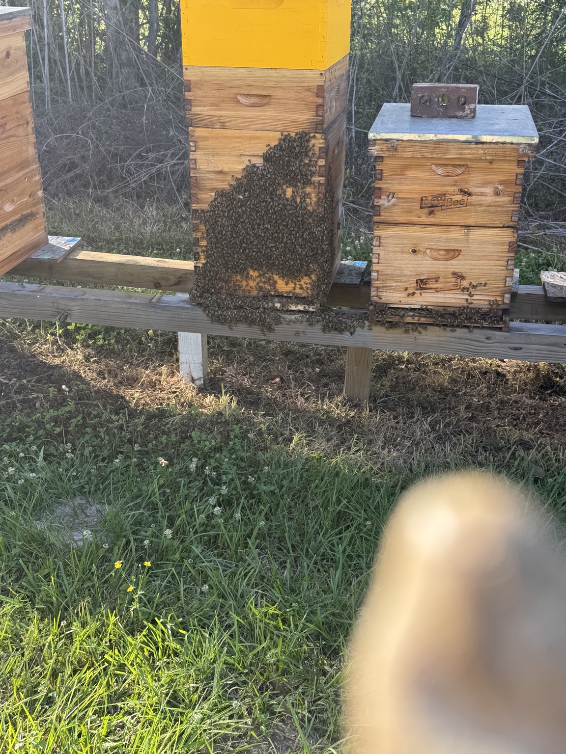 Large cluster of bees on a hive